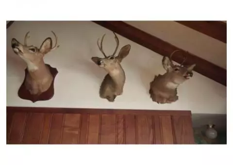 Taxidermy collection(Whitetail Deer andfox)